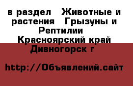  в раздел : Животные и растения » Грызуны и Рептилии . Красноярский край,Дивногорск г.